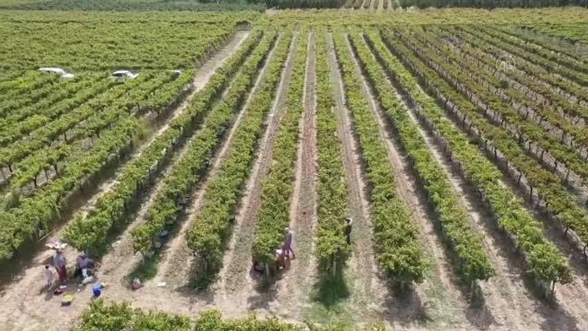 Ata Sarısı'nı don, yağış ve hastalık vurdu. İlk hasatta kilosu 35 liraydı, son hasatta 15 TL'ye düştü 22